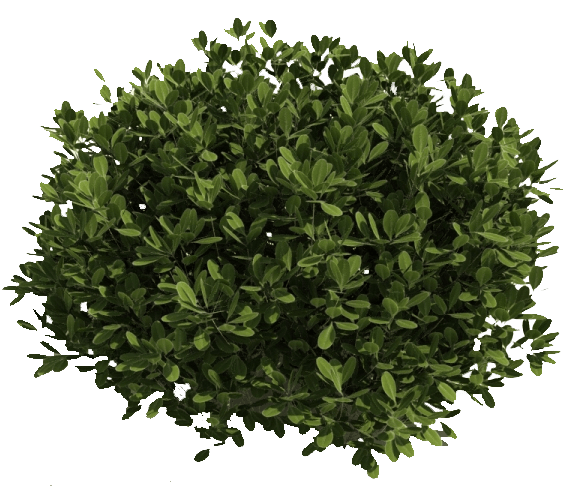 bush
